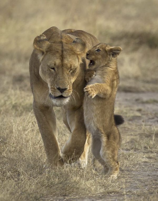 � ���� ����� ���� ����