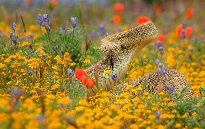 ��� ������