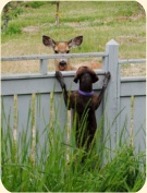 ��� ���������� �����.