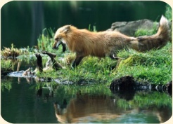 ��� ���������� �����.