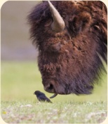 ��� ���������� �����.