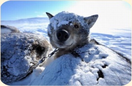 ��� ���������� �����.